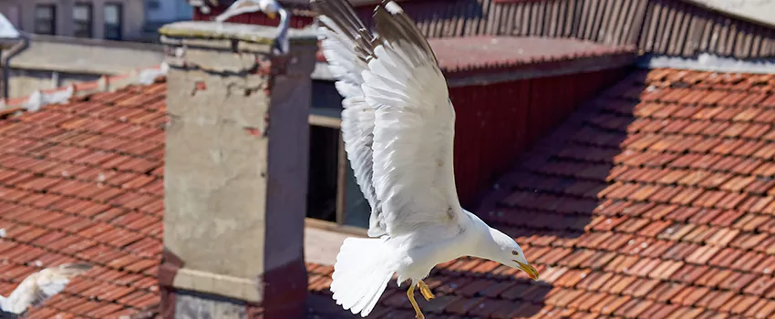 Residential Chimney Animal Removal Solution in The Crossings, FL