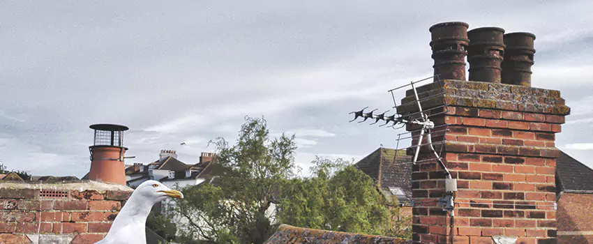 Chimney Cleaning And Restoration in The Crossings, Florida